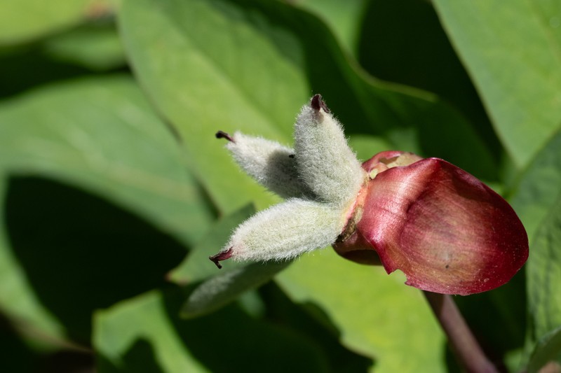 Paeonia daurica subsp. velebitensis photo 5