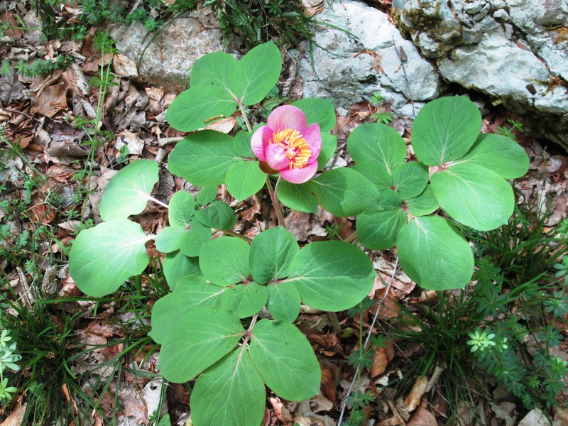Paeonia daurica subsp. velebitensis