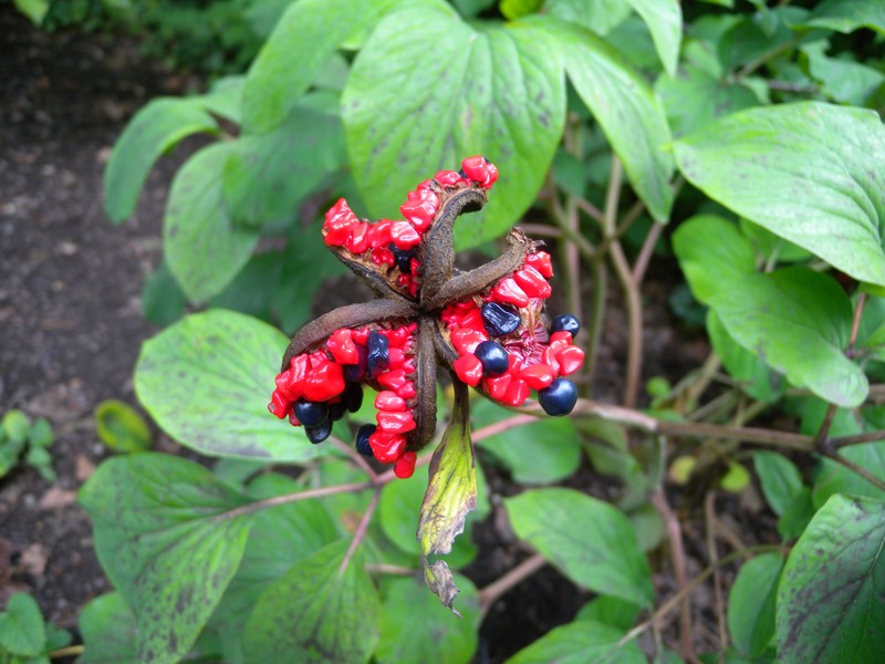 Paeonia daurica subsp. wittmanniana