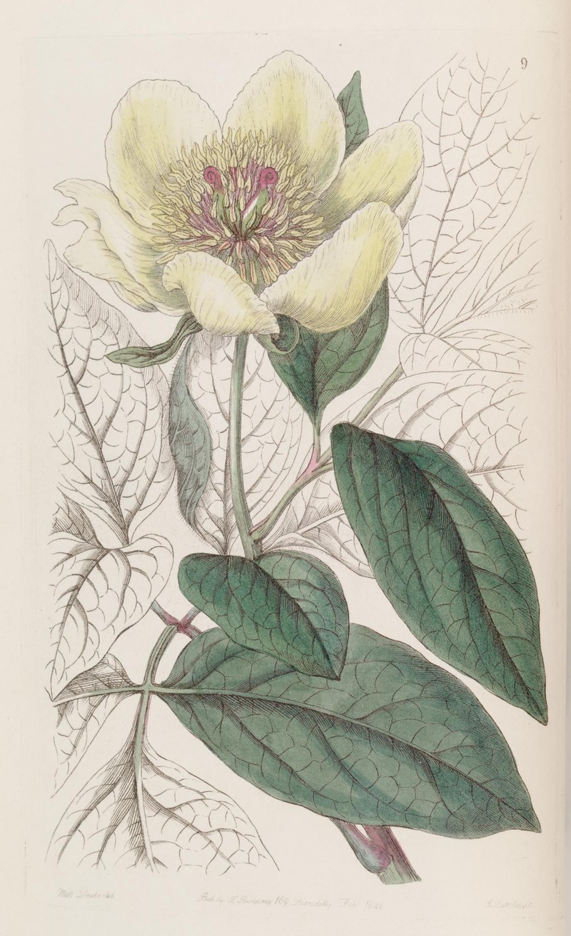 Paeonia daurica subsp. wittmanniana photo 2