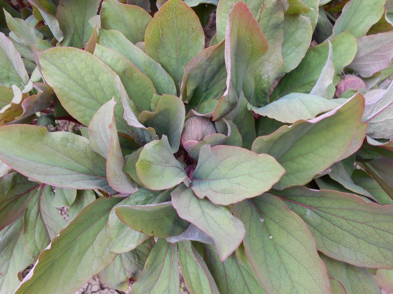 Paeonia daurica subsp. wittmanniana photo 3