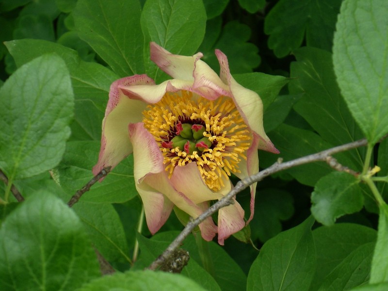 Paeonia daurica subsp. wittmanniana photo 5