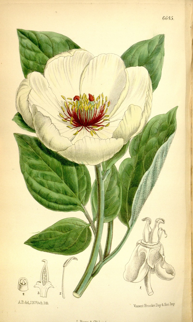 Paeonia daurica subsp. wittmanniana photo 6