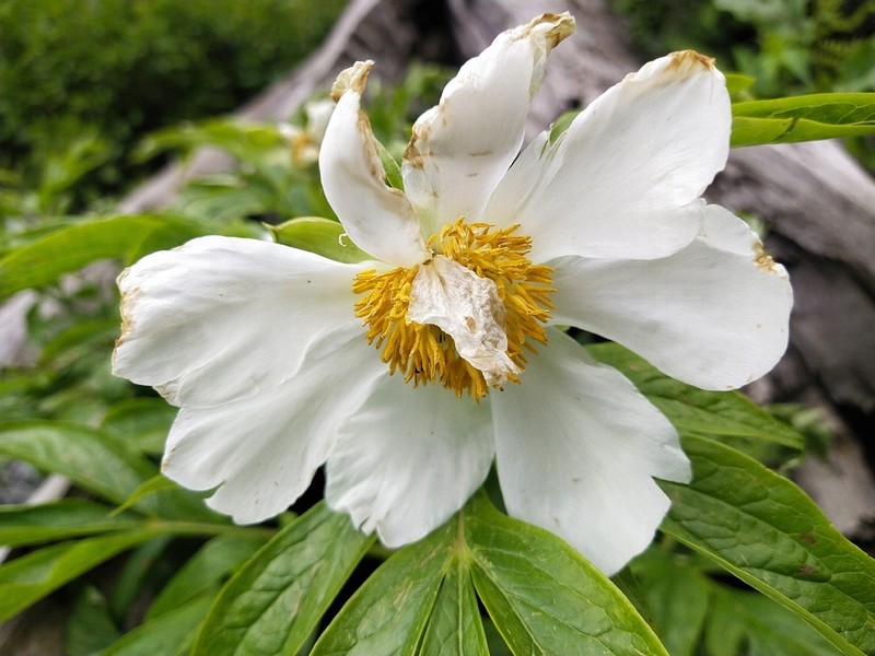 Paeonia emodi photo 2