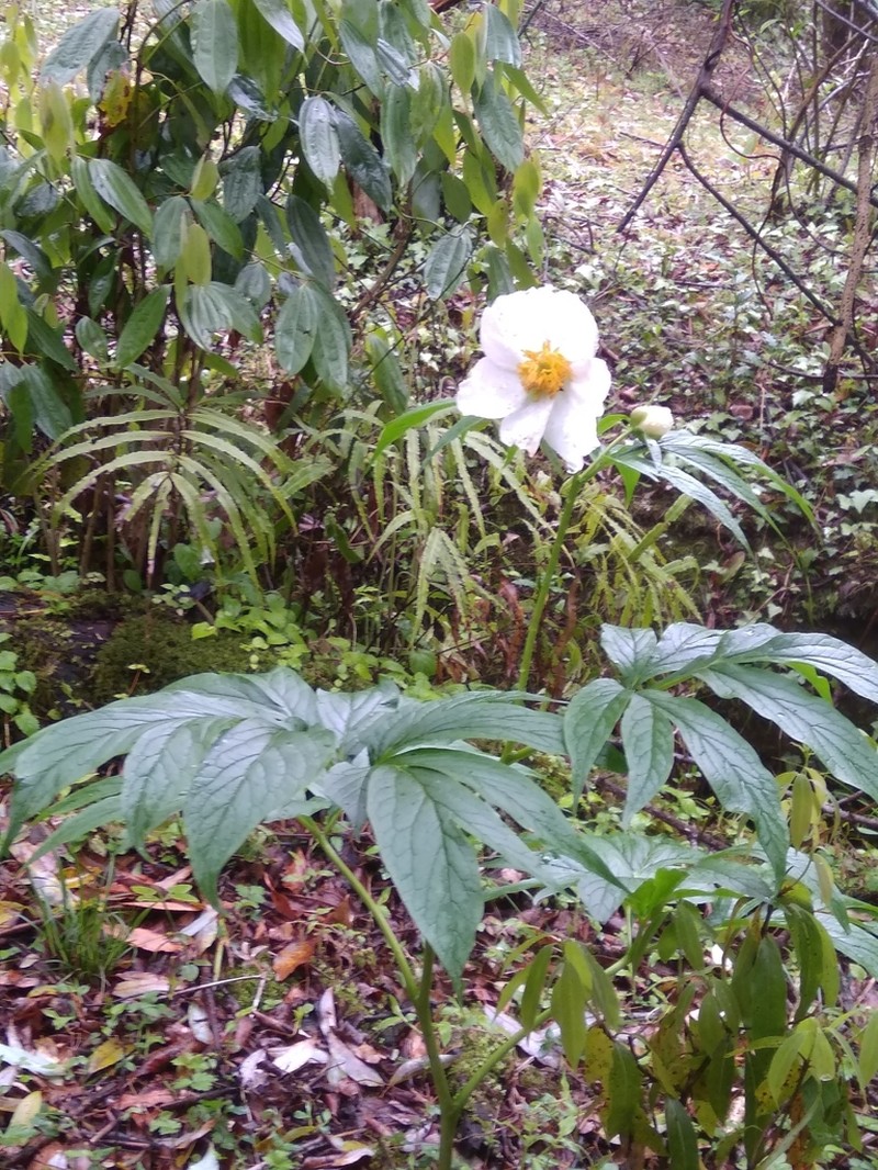Paeonia emodi photo 3
