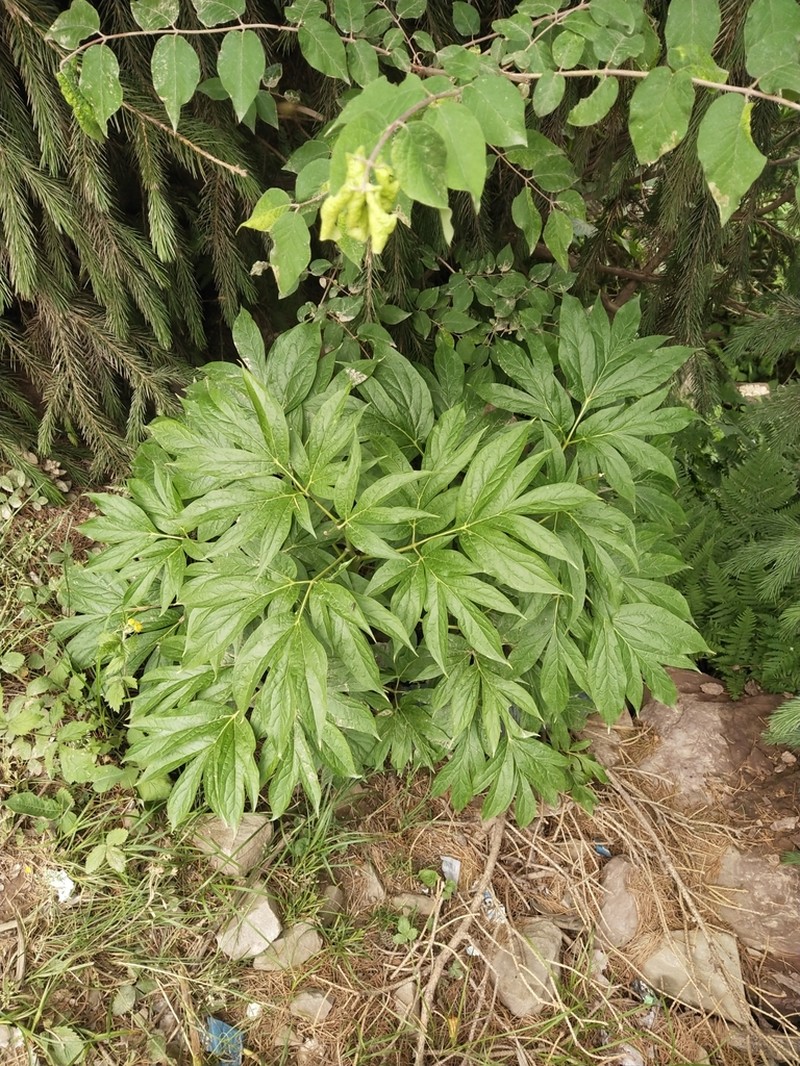 Paeonia emodi photo 4