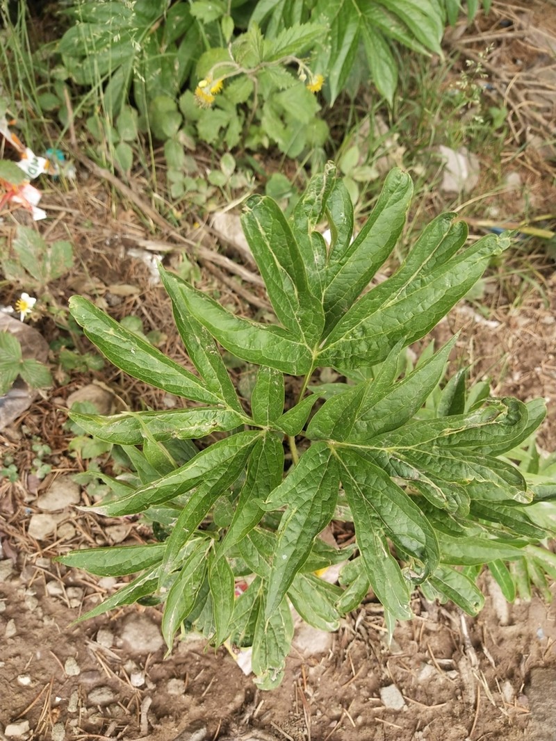 Paeonia emodi photo 5