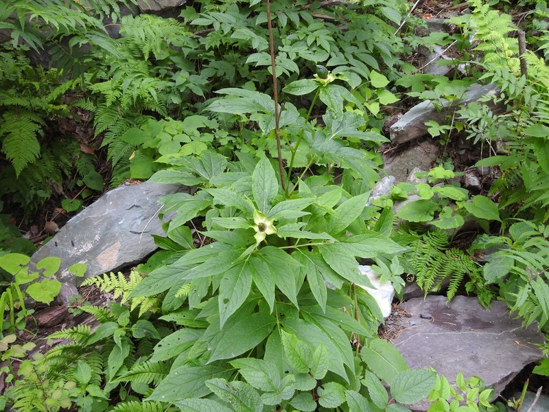 Paeonia emodi photo 6
