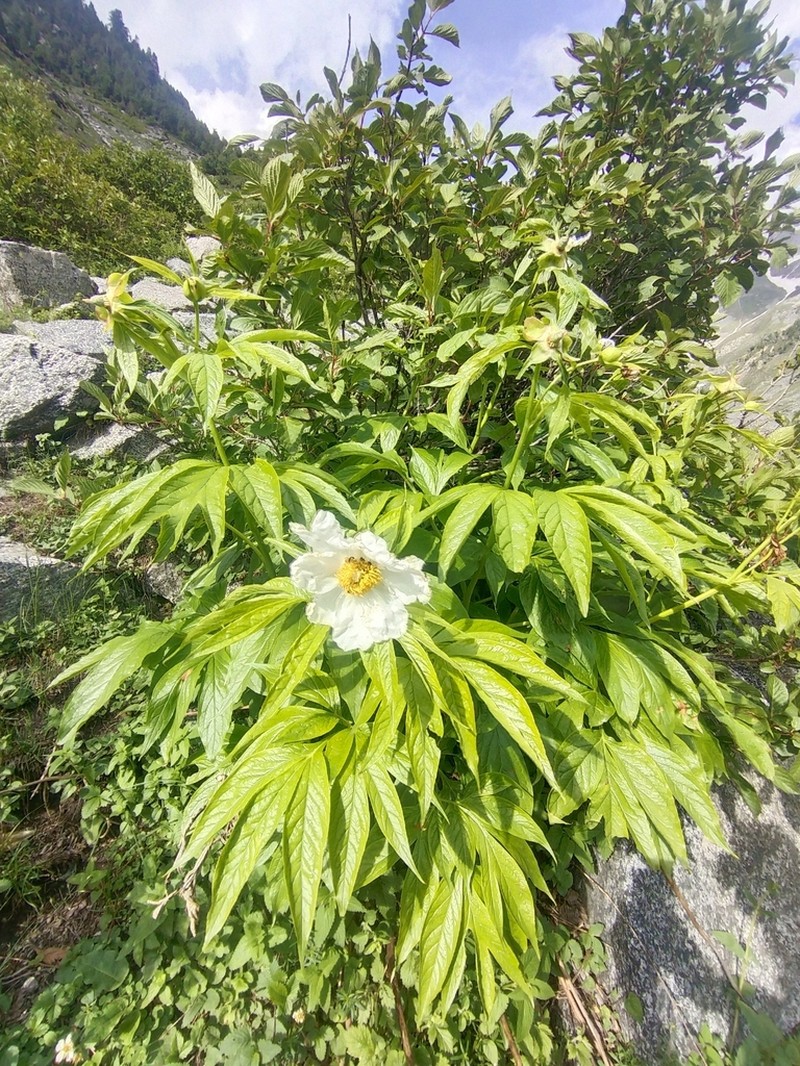 Paeonia emodi photo 7