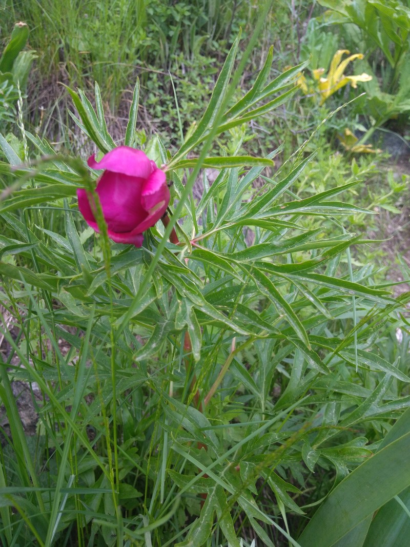Paeonia intermedia