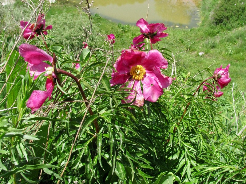 Paeonia intermedia photo 2