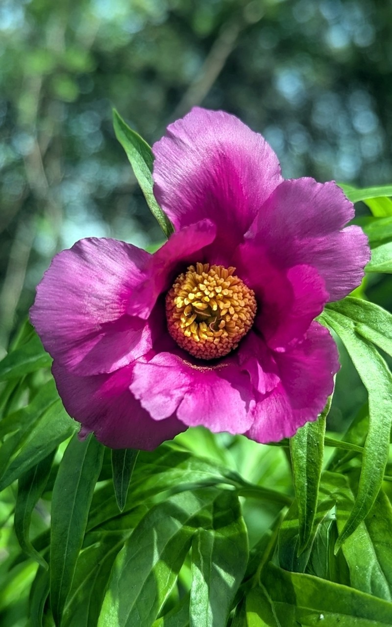 Paeonia intermedia photo 3
