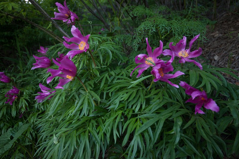 Paeonia intermedia photo 4