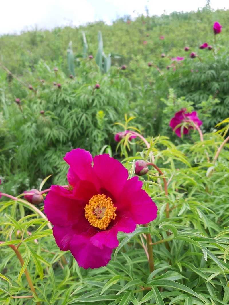 Paeonia intermedia photo 5
