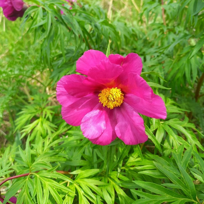 Paeonia intermedia photo 6
