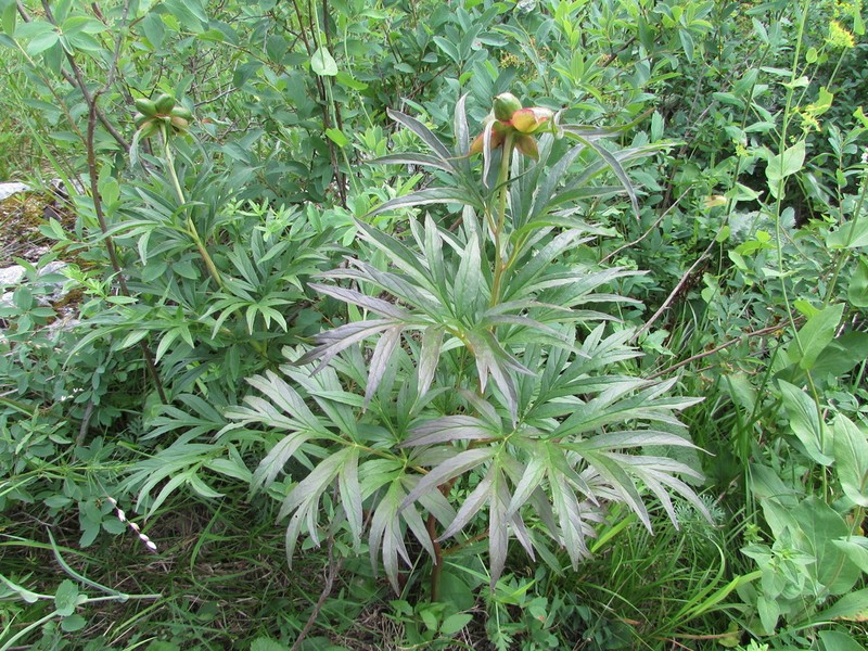 Paeonia intermedia photo 7
