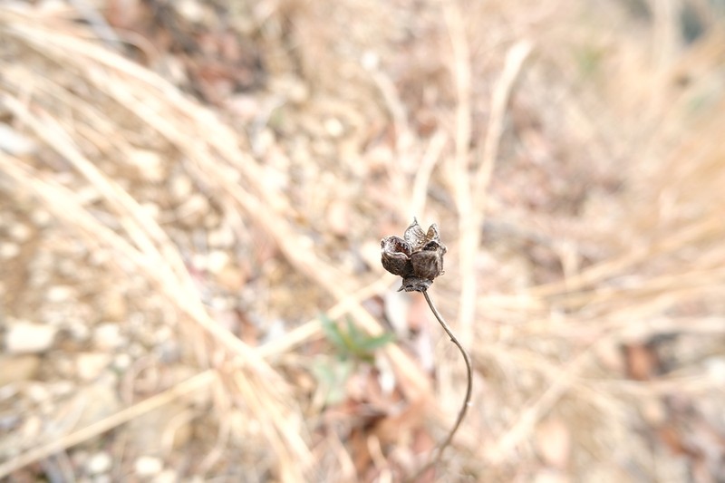 Paeonia jishanensis photo 2