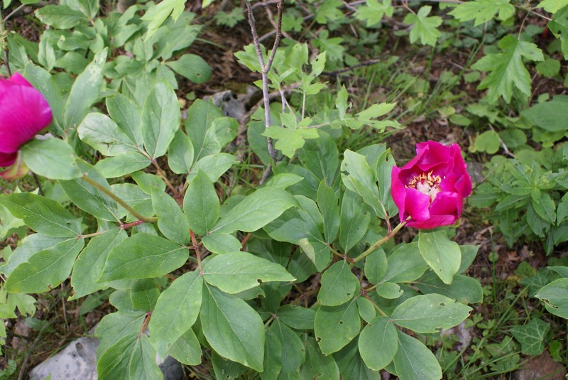 Paeonia kesrouanensis