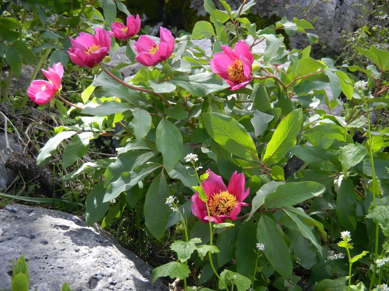 Paeonia kesrouanensis photo 2
