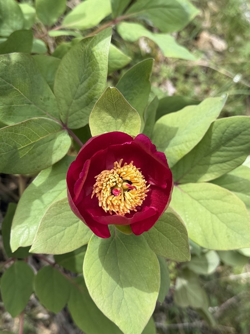 Paeonia kesrouanensis photo 3