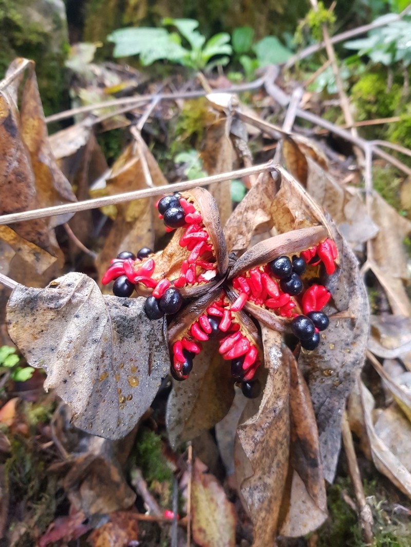 Paeonia kesrouanensis photo 5