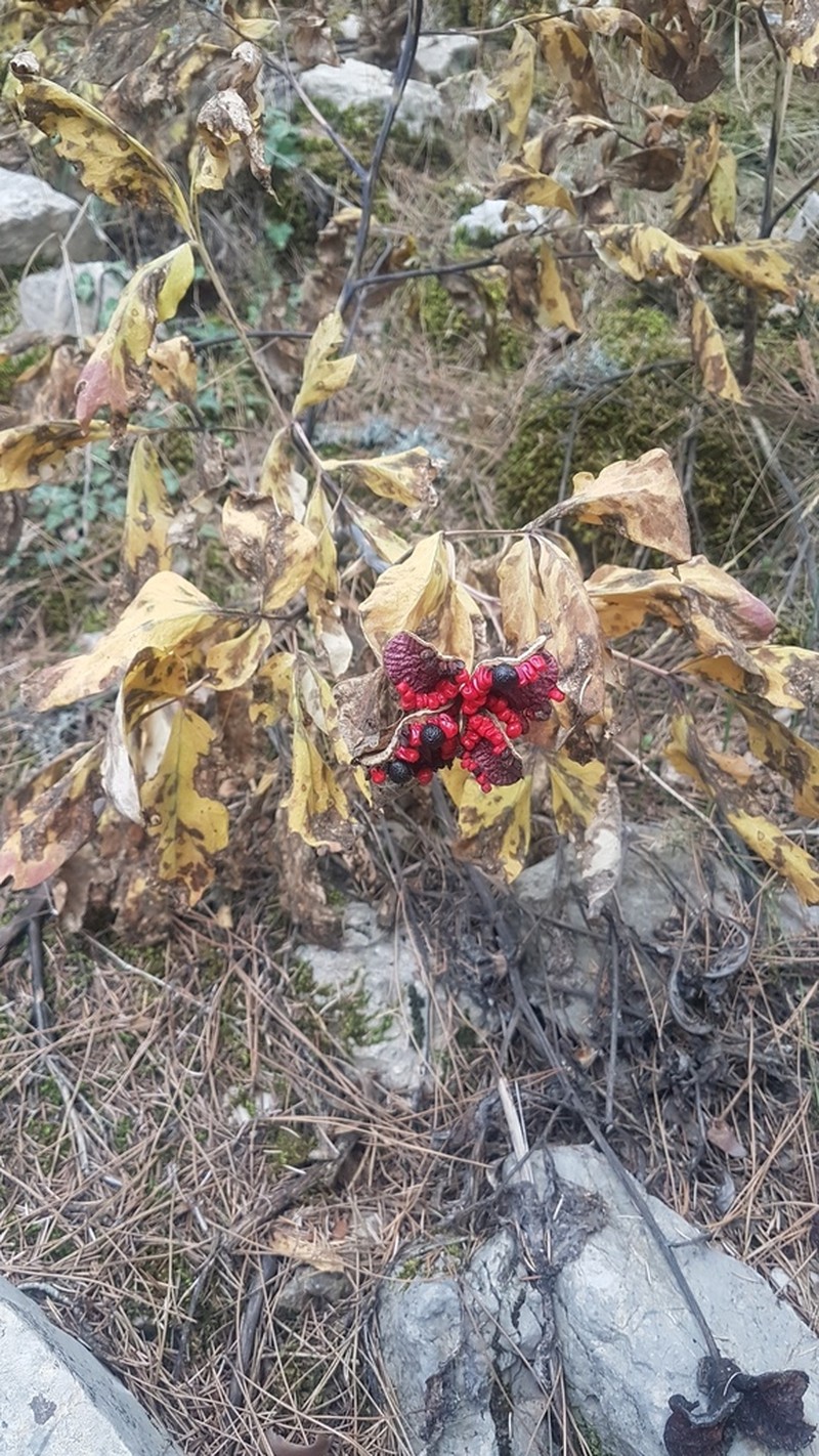 Paeonia kesrouanensis photo 6