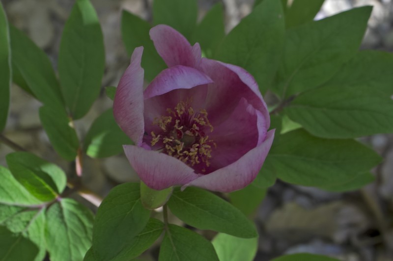 Paeonia kesrouanensis photo 7