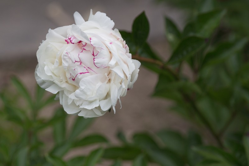 Chinese Peony photo 2