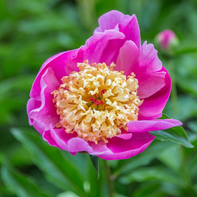 Chinese Peony photo 3