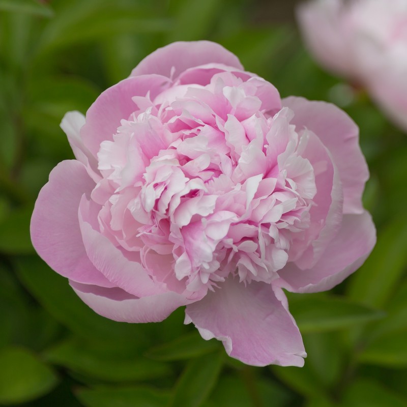 Chinese Peony photo 4