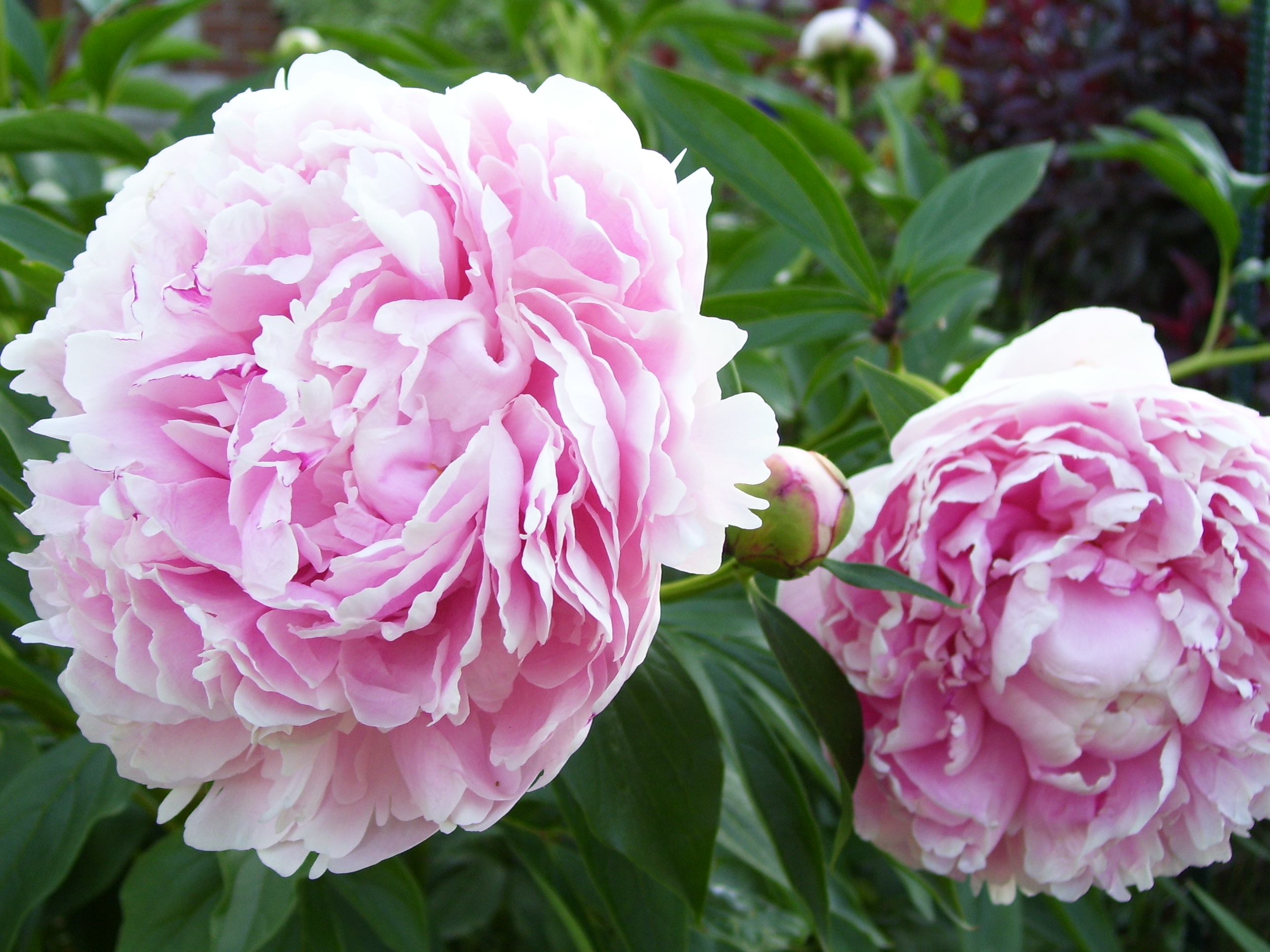 Chinese Peony photo 5