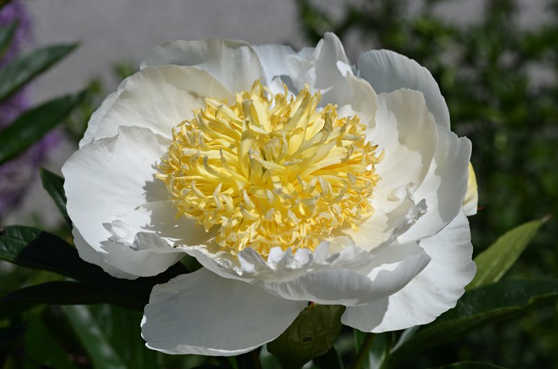 Chinese Peony photo 6