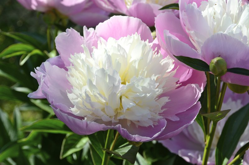 Chinese Peony photo 7