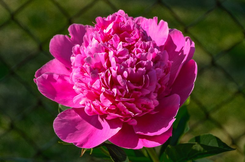 Chinese Peony photo 8