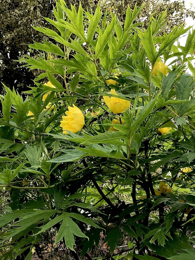 Paeonia ludlowii