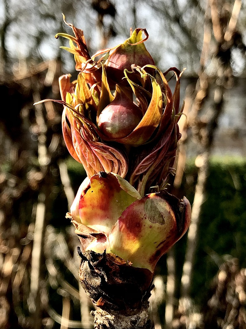Paeonia ludlowii photo 2