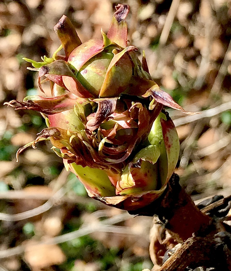 Paeonia ludlowii photo 3