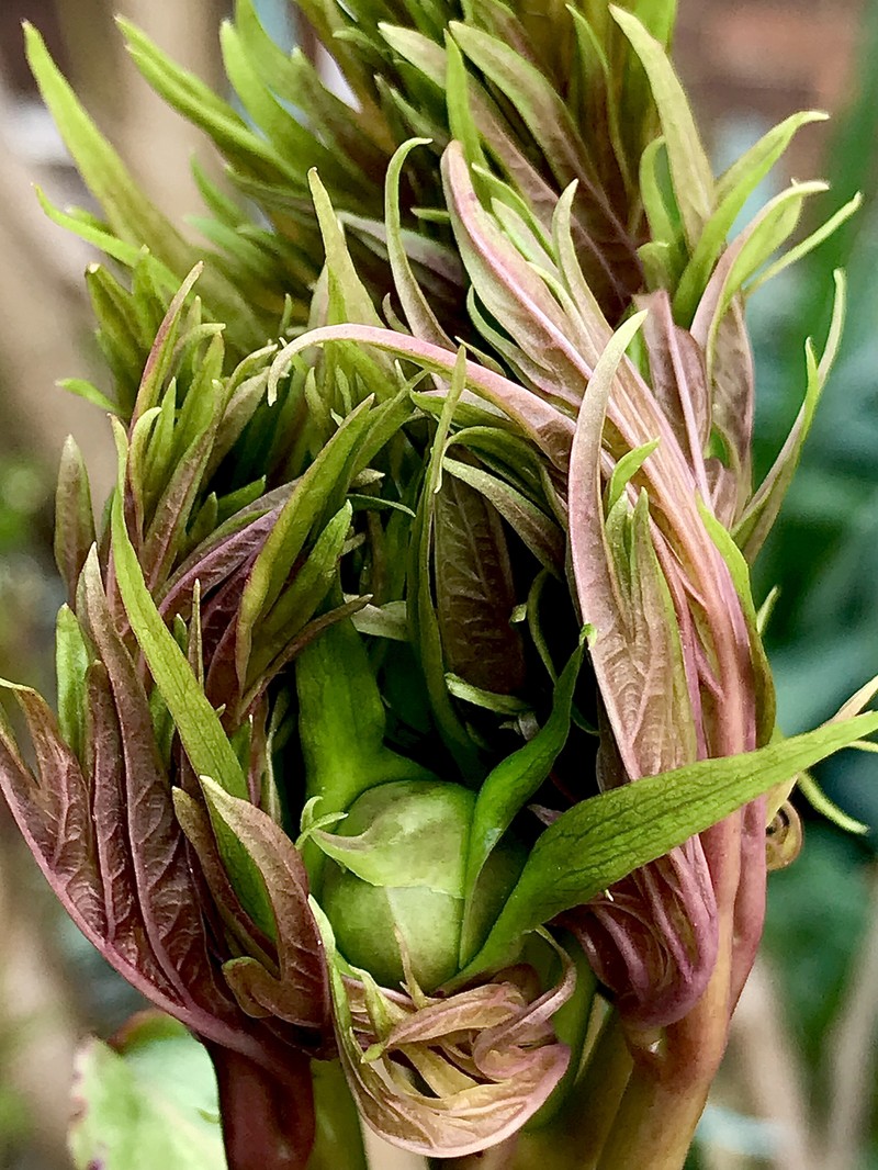 Paeonia ludlowii photo 5