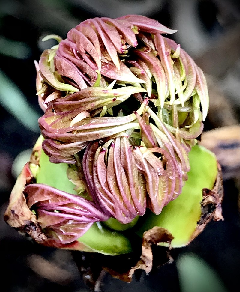 Paeonia ludlowii photo 6