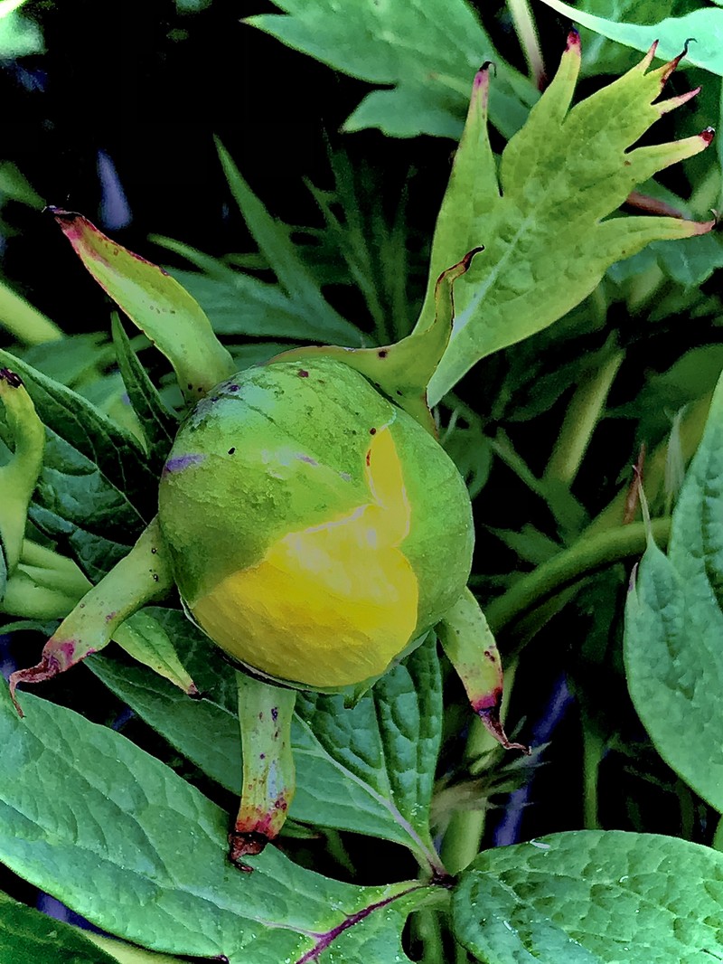 Paeonia ludlowii photo 7