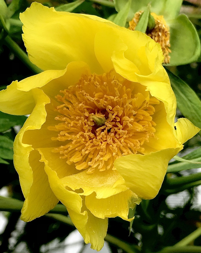Paeonia ludlowii photo 8