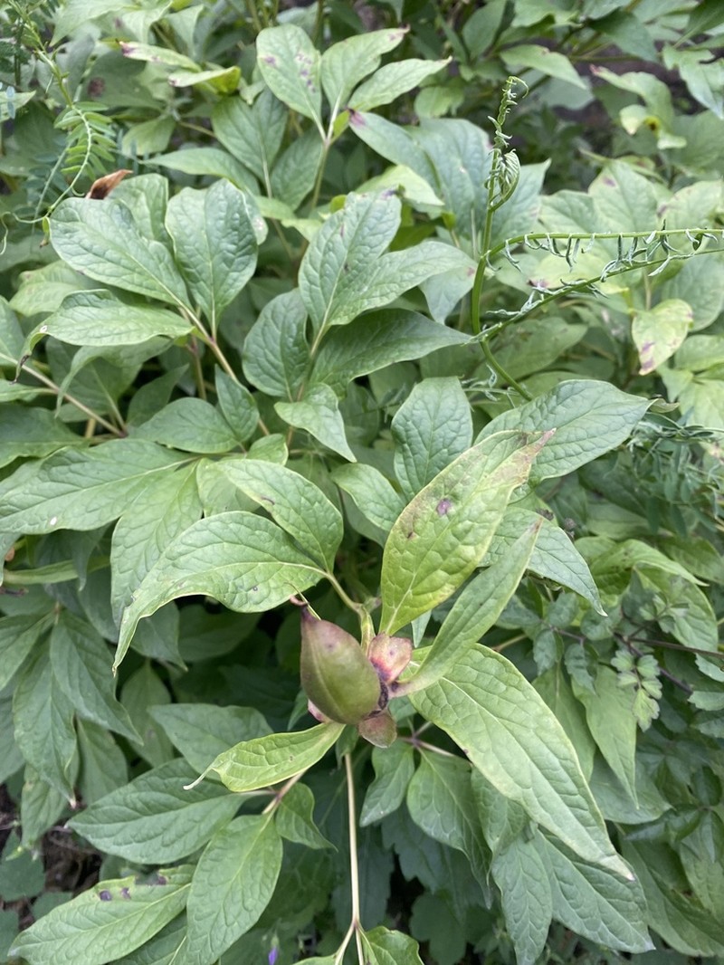 Paeonia mairei photo 2
