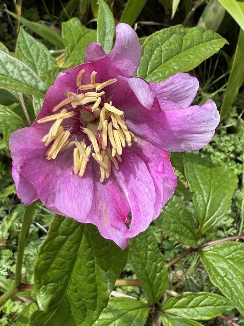 Paeonia mairei photo 3
