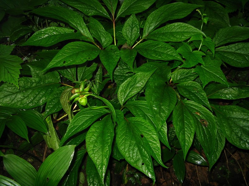 Paeonia mairei photo 4