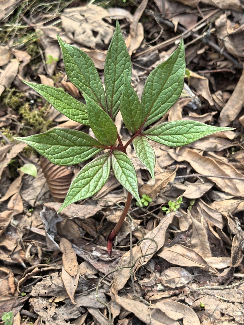 Paeonia mairei photo 5