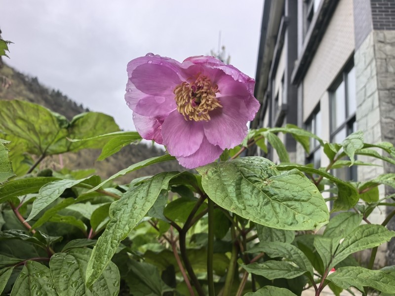 Paeonia mairei photo 6