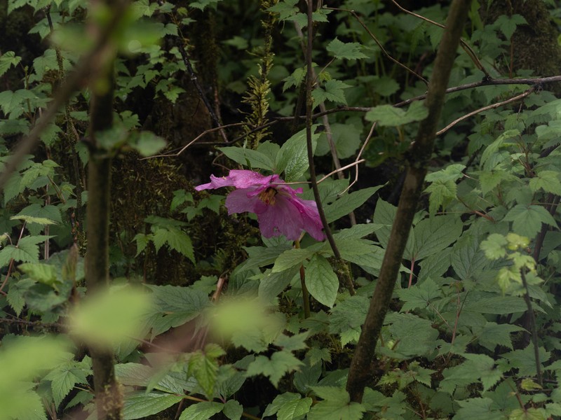 Paeonia mairei photo 7