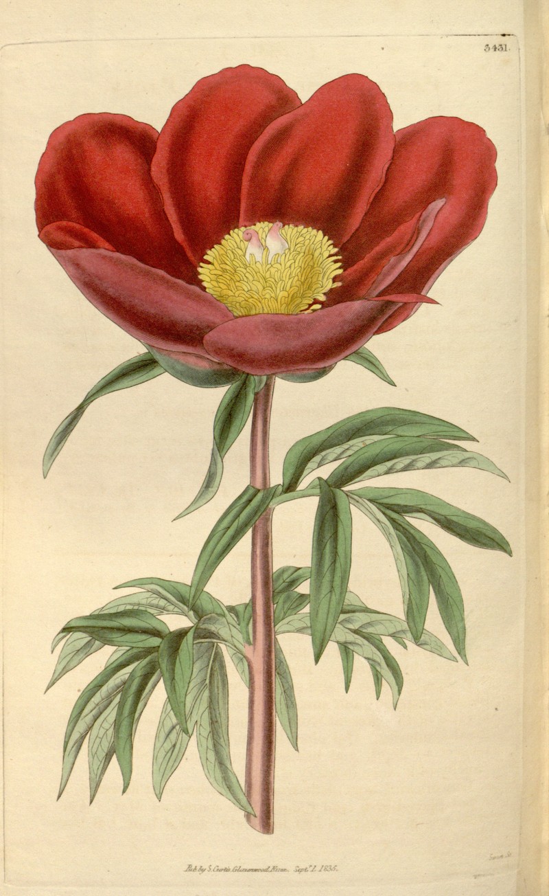 Paeonia mascula