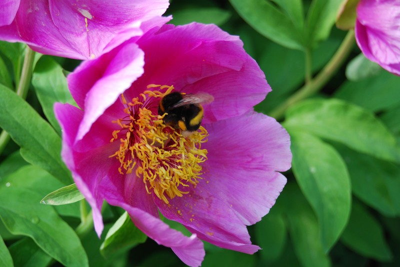 Paeonia mascula photo 2