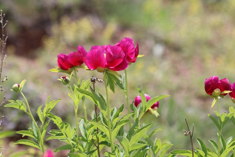Paeonia mascula photo 3